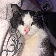 Simba a rejoint le concours — aidez-le/la à gagner de superbes lots ! animal, black_and_white, blanket, cat, close_up, comfort, cozy, cute, domestic_cat, face, fur, indoor, peaceful, pet, pink_nose, relaxed, resting, sleeping, soft, whiskers