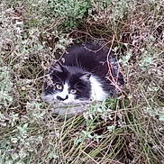 Tilly joined the competition — help win amazing prizes! animal, black_and_white, bush, camouflage, cat, curious, eyes, fluffy, foliage, fur, garden, greenery, hedge, leaves, nature, outdoor, pet, plants, sitting, wildlife