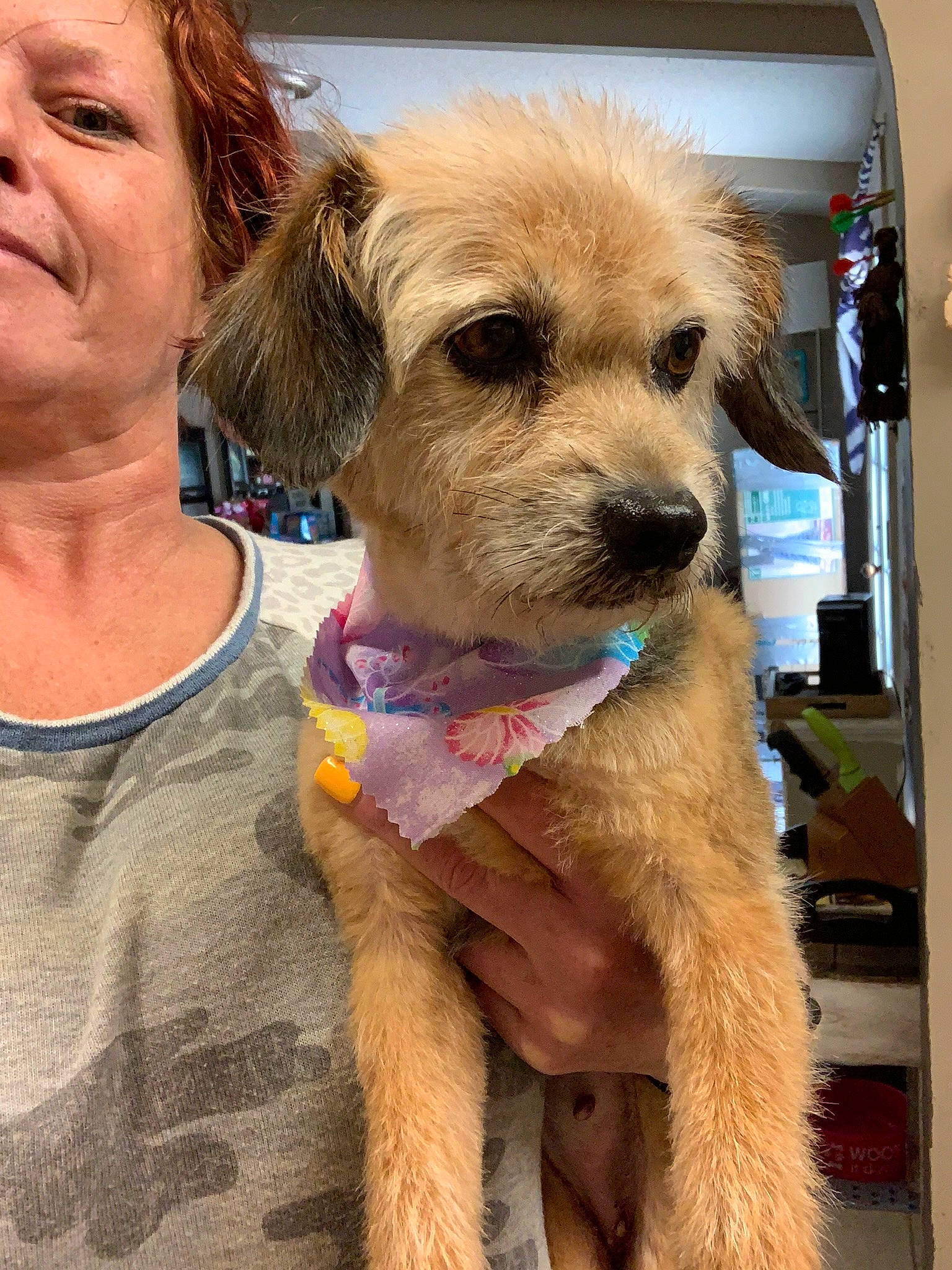 Roxi is registered to the contest to win money with this photo: belt, canidae, carnivore, collar, companion_dog, dog, dog_breed, dog_collar, eyewear, fashion_accessory, fawn, fur, hat, leash, personal_protective_equipment, small_terrier, snout, sporting_group, terrier, working_animal