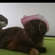 Guyzmo a rejoint le concours — aidez-le/la à gagner de superbes lots ! abyssinian, adult, animal, baseballcap, cap, cat, clothing, face, hat, head, indoors, interiordesign, kitten, male, man, person, pet, photography, portrait, siamese