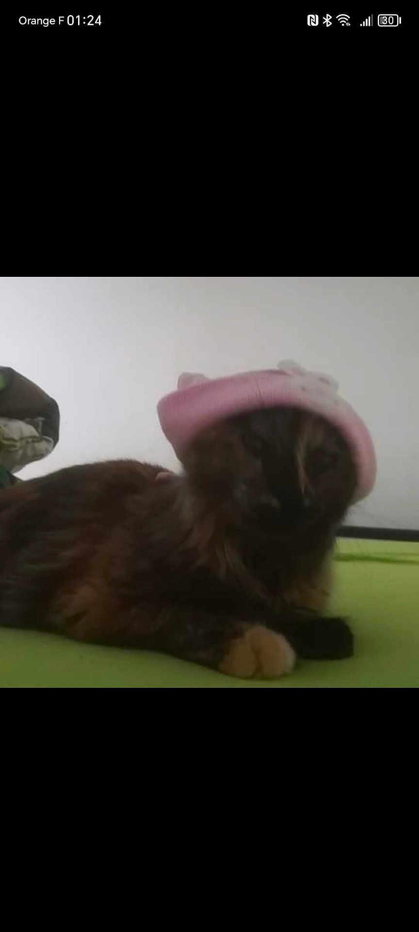 Guyzmo a rejoint le concours — aidez-le/la à gagner de superbes lots ! abyssinian, adult, animal, baseballcap, cap, cat, clothing, face, hat, head, indoors, interiordesign, kitten, male, man, person, pet, photography, portrait, siamese