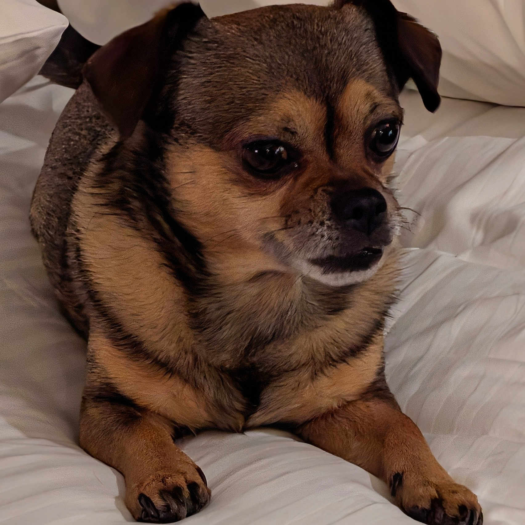 Prince Oliver is registered to the contest to win money with this photo: animal, bed, brown_fur, canine, close_up, companion, cozy, cute, dog, domestic_animal, fur, indoor, lying_down, paw, pet, portrait, relaxed, resting, small_dog, white_bedspread