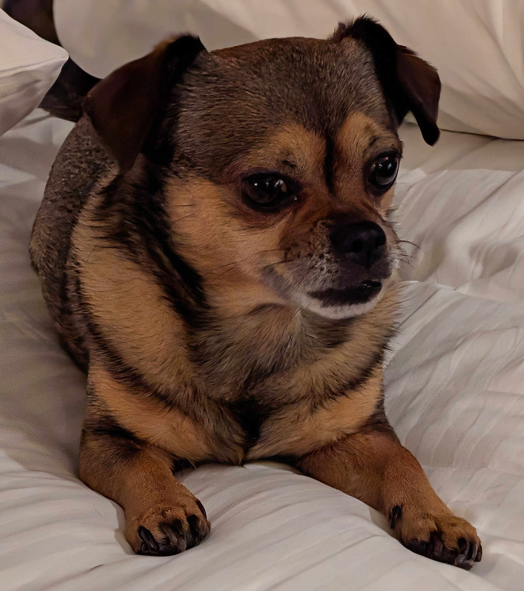 Prince Oliver is registered to the contest to win money with this photo: dog, pet, small_dog, brown_fur, lying_down, bed, white_bedspread, cozy, close_up, indoor, animal, cute, fur, paw, resting, domestic_animal, canine, portrait, relaxed, companion