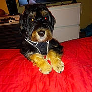 Max participe au concours pour gagner de l'argent avec cette photo : dog, pet, black_and_tan, fur, bed, blanket, indoor, furniture, television, dresser, flash, light_reflection, animal, canine, paws, collar, resting, cute, companion, household