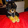 dog, pet, black_and_tan, fur, bed, blanket, indoor, furniture, television, dresser, flash, light_reflection, animal, canine, paws, collar, resting, cute, companion, household