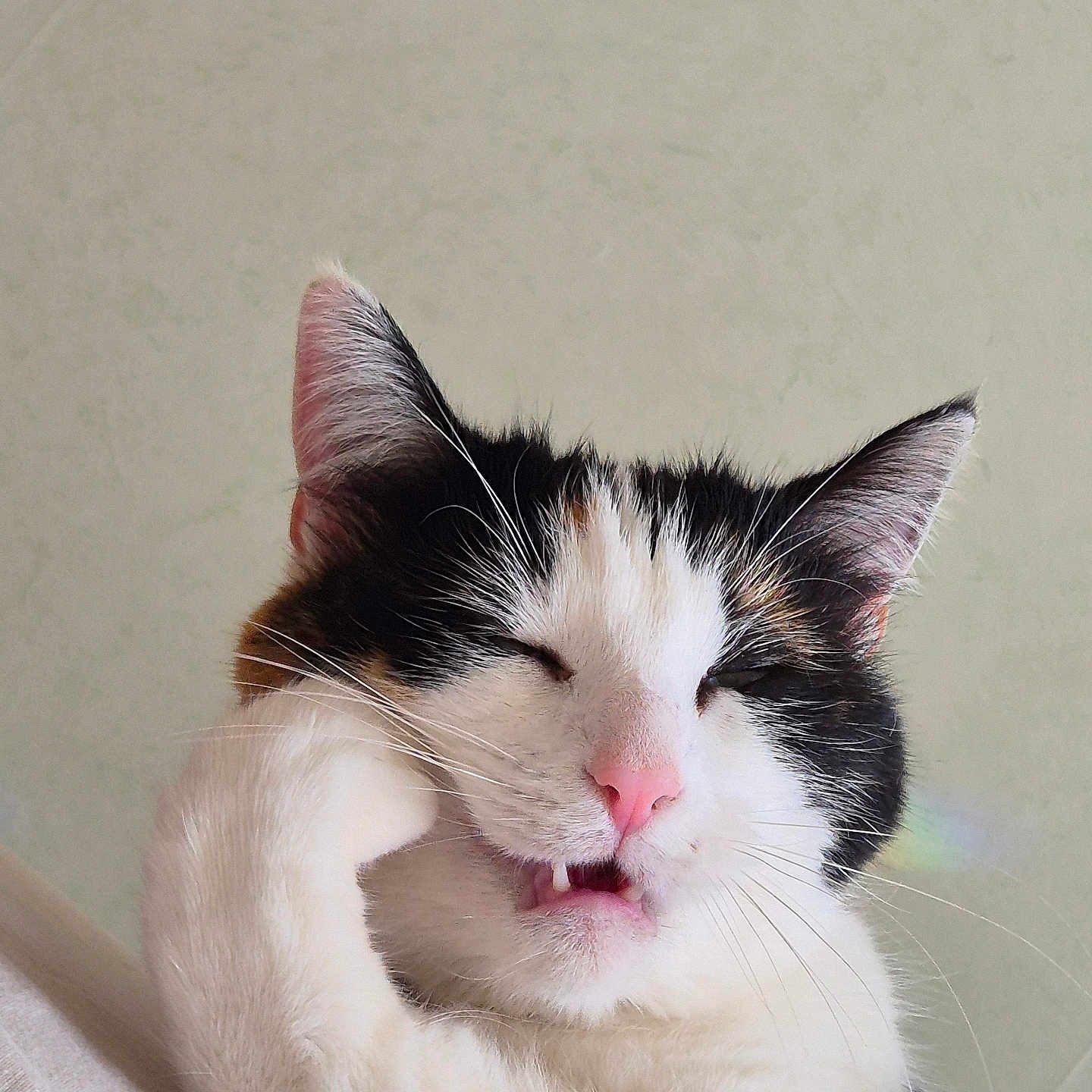 Ruby a rejoint le concours — aidez-le/la à gagner de superbes lots ! abyssinian, angora, animal, bodypart, cat, kitten, manx, mouth, person, pet, siamese, sleeping, snout, tongue, white