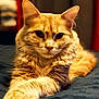 cat, orange_cat, feline, pet, portrait, close_up, fur, whiskers, paws, lying_down, bed, blanket, indoor, cozy, relaxed, stare, ears, domestic_cat, tabby, shallow_depth_of_field