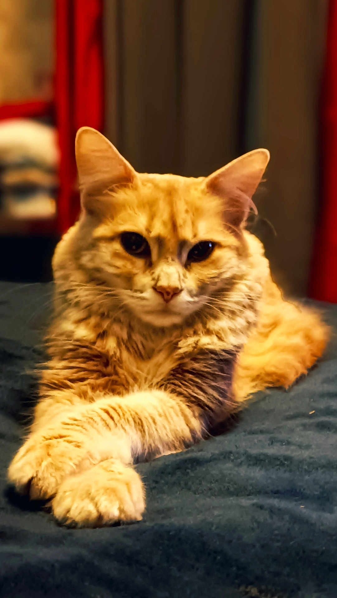 Mimi participe au concours pour gagner de l'argent avec cette photo : cat, orange_cat, feline, pet, portrait, close_up, fur, whiskers, paws, lying_down, bed, blanket, indoor, cozy, relaxed, stare, ears, domestic_cat, tabby, shallow_depth_of_field