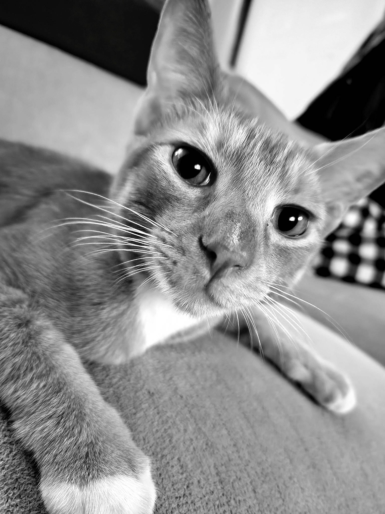 Austin is registered to the contest to win money with this photo: black_and_white, carnivore, cat, claw, curious, domestic_short_haired_cat, ear, felidae, fur, head, monochrome, monochrome_photography, paw, small_to_medium_sized_cats, snout, whiskers