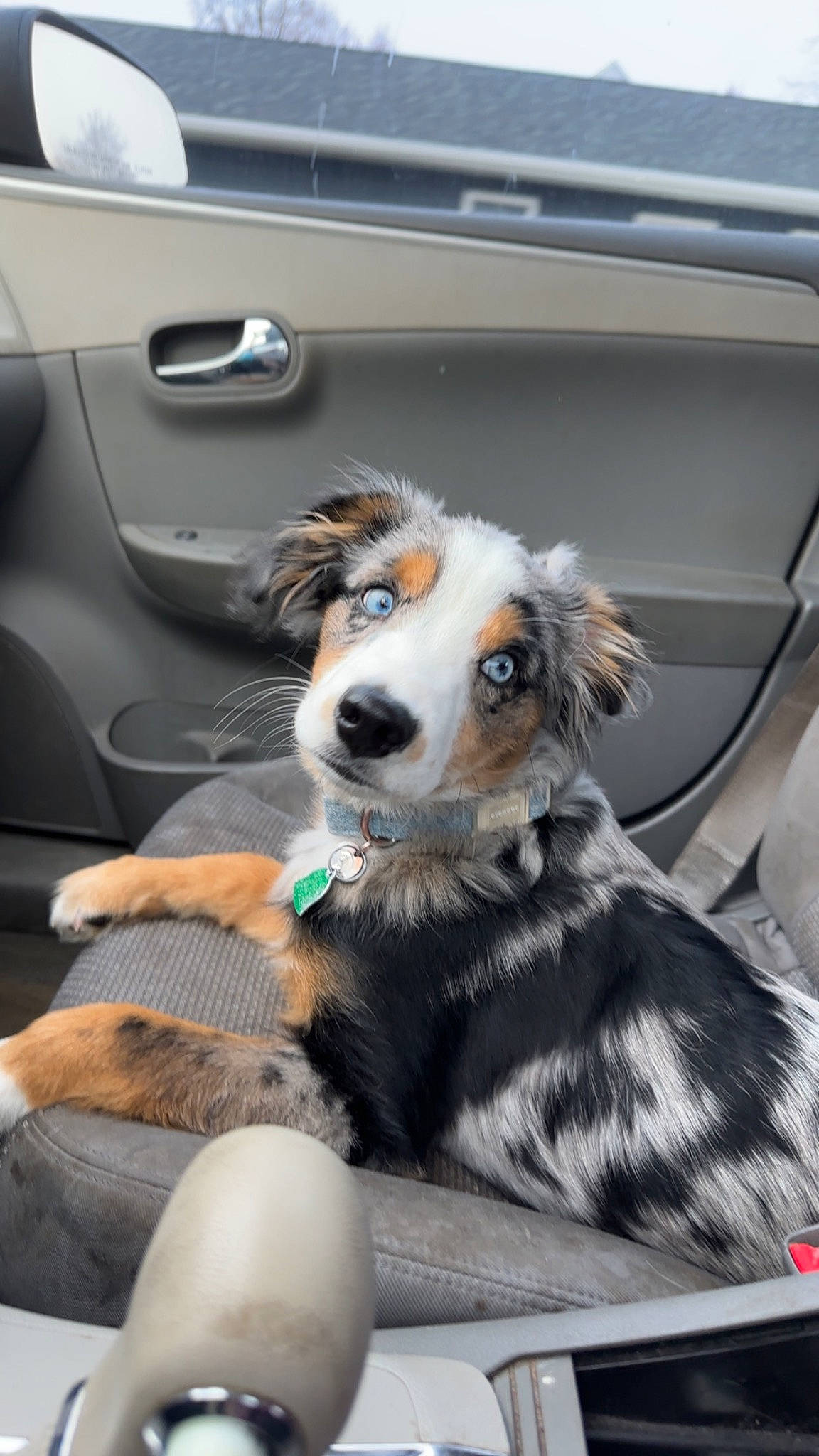 Jack joined the competition — help win amazing prizes! auto_part, automotive_design, automotive_exterior, automotive_tire, canidae, car, car_seat, carnivore, chair, comfort, companion_dog, dog, dog_breed, door, fur, motor_vehicle, snout, sporting_group, vehicle, vehicle_door