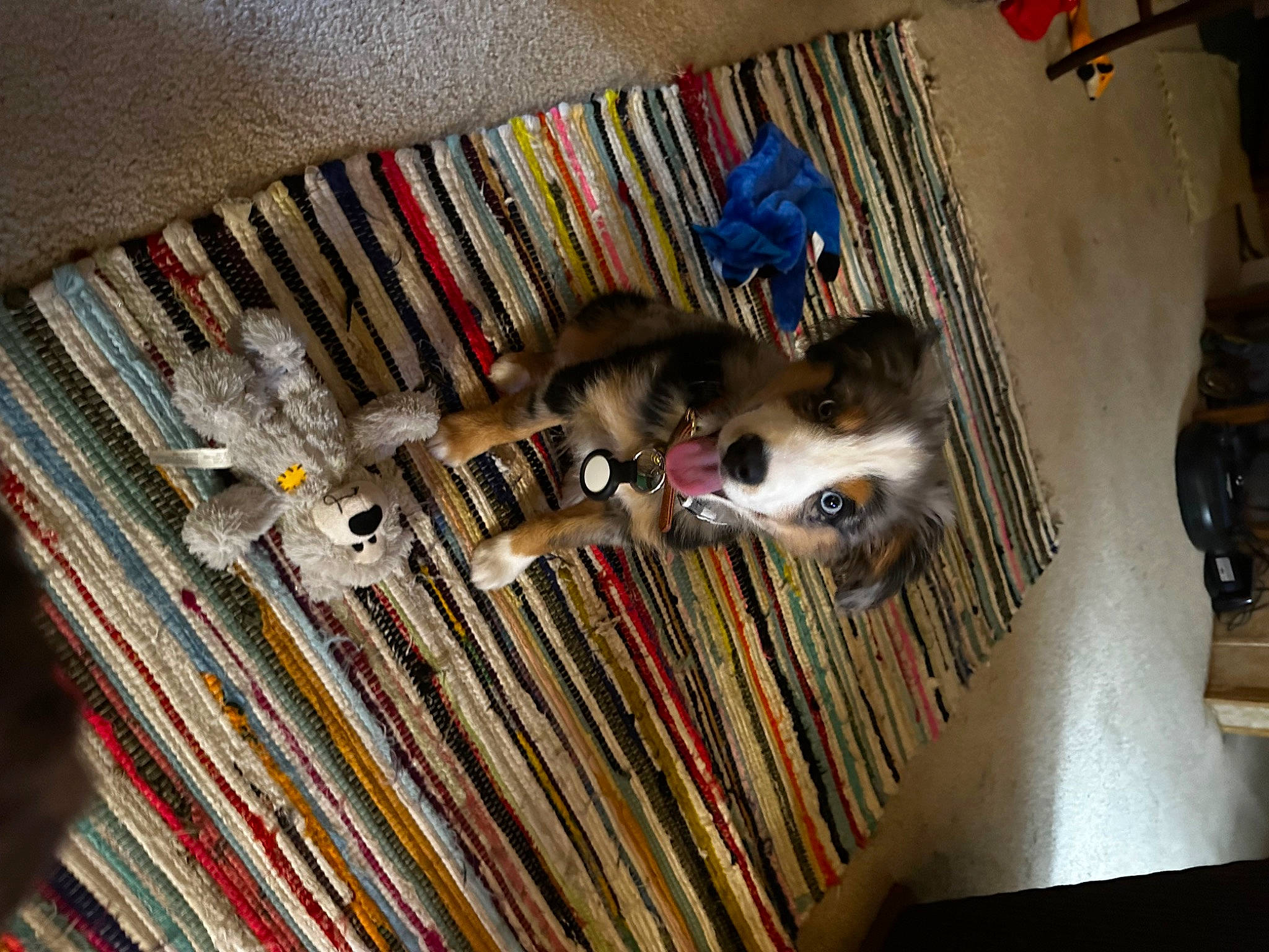 Jack is registered to the contest to win money with this photo: bookcase, cardboard, cat, collection, domestic_short_haired_cat, felidae, flooring, hardwood, pattern, pet_supply, publication, room, shelf, shelving, small_to_medium_sized_cats, tail, visual_arts, wood