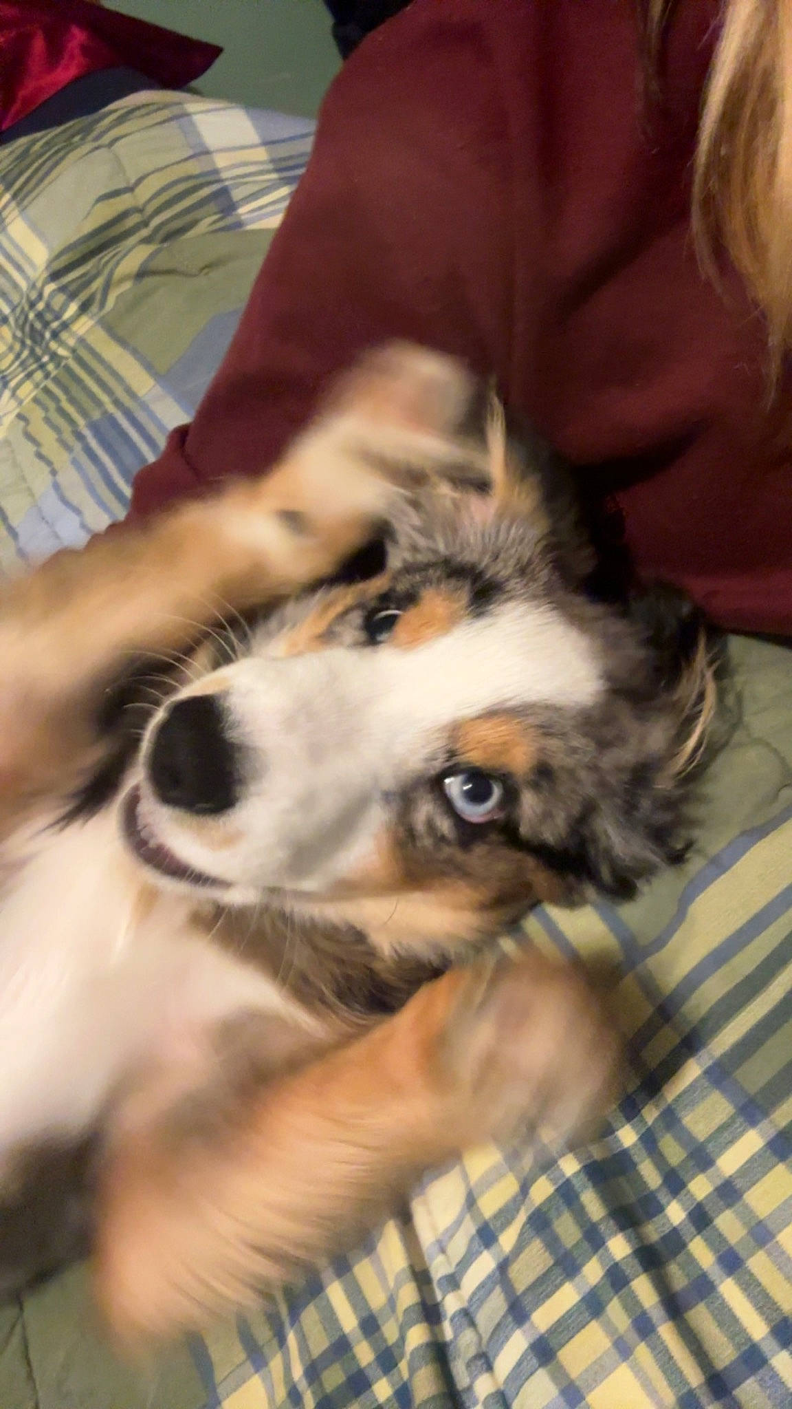 Jack joined the competition — help win amazing prizes! canidae, carnivore, comfort, companion_dog, dog, dog_breed, ear, fawn, felidae, fur, human_leg, nap, paw, puppy, small_to_medium_sized_cats, snout, sporting_group, tartan, toy_dog, whiskers