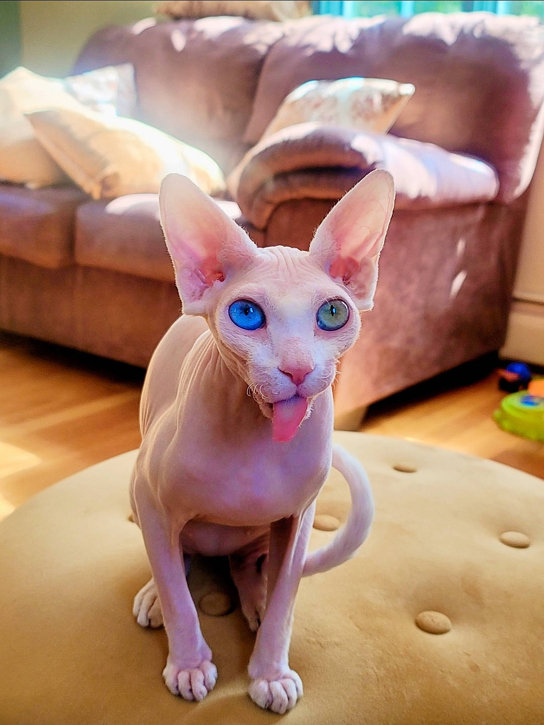 Gypsy Willow is registered to the contest to win money with this photo: animal_figure, art, carnivore, comfort, companion_dog, creative_arts, dog_breed, donskoy, ear, fashion_accessory, fawn, head, human_body, pink, snout, tail, terrestrial_animal, toy, whiskers, working_animal