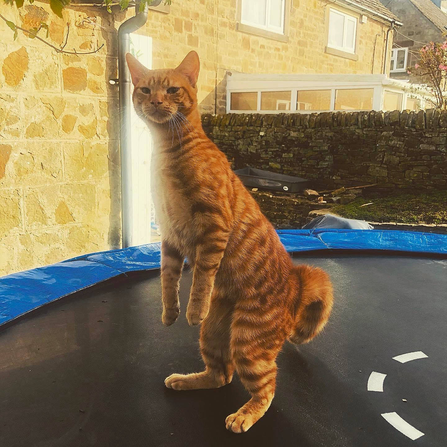 Oslo is registered to the contest to win money with this photo: building, carnivore, cat, domestic_short_haired_cat, felidae, flooring, fur, hood, paw, plant, road_surface, small_to_medium_sized_cats, snout, tail, terrestrial_animal, vertebrate, whiskers, window, windshield, wood