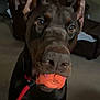 Niklaus joined the competition — help win amazing prizes! doberman, dog, pet, toy, indoor, living_room, brown_couch, close_up, animal, canine, ears, alert, looking_at_camera, floor, red_leash, snout, playing, cute, companion, household