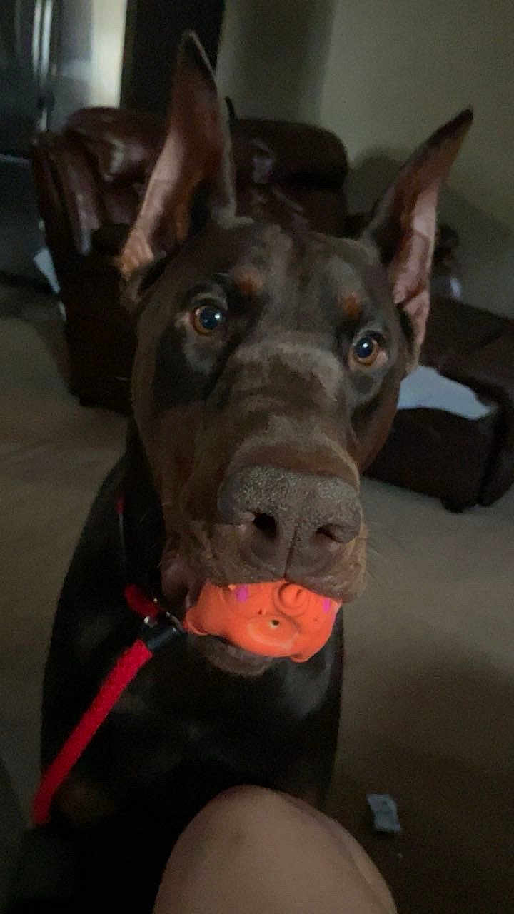 Niklaus