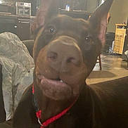 Niklaus joined the competition — help win amazing prizes! dog, doberman, pet, indoors, collar, kitchen, cabinet, lamp, furniture, floor, table, chair, home, animal, mammal, canine, domestic_animal, light, blur, closeup