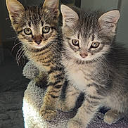 Edda Et Snorri a rejoint le concours — aidez-le/la à gagner de superbes lots ! kittens, cats, tabby, gray_cat, striped_fur, fluffy,  동물, pet, sitting, portrait, indoors, cat_tree, sunlight, cozy, cute, whiskers, ears, eyes, feline, companion_animals
