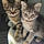 Edda Et Snorri