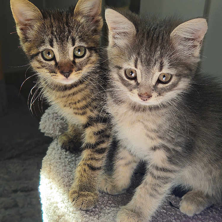 Edda Et Snorri a rejoint le concours — aidez-le/la à gagner de superbes lots ! kittens, cats, tabby, gray_cat, striped_fur, fluffy,  동물, pet, sitting, portrait, indoors, cat_tree, sunlight, cozy, cute, whiskers, ears, eyes, feline, companion_animals