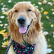 Tucker is registered to the contest to win money with this photo: dog, golden_retriever, bandana, outdoor, grass, leaf, tongue_out, pet, canine, happy, animal, close_up, fur, smiling, nature, fall, leash, portrait, mammal, friendly