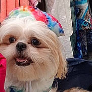 Dusty is registered to the contest to win money with this photo: dog, dogs, puppy, small_breed, fluffy, white_dog, tan_dog, rainbow_hood, pet_clothing, cute, happy, open_mouth, portrait, close_up, indoors, clothing, wardrobe, colorful, fashion, companion_animal
