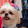 dog, dogs, puppy, small_breed, fluffy, white_dog, tan_dog, rainbow_hood, pet_clothing, cute, happy, open_mouth, portrait, close_up, indoors, clothing, wardrobe, colorful, fashion, companion_animal
