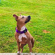 Raven participe au concours pour gagner de l'argent avec cette photo : dog, canine, pet, outdoor, grass, purple_collar, collar, sitting, portrait, brown_coat, white_markings, paw, stone_step, lawn, park, daylight, side_profile, alert, nose, ears