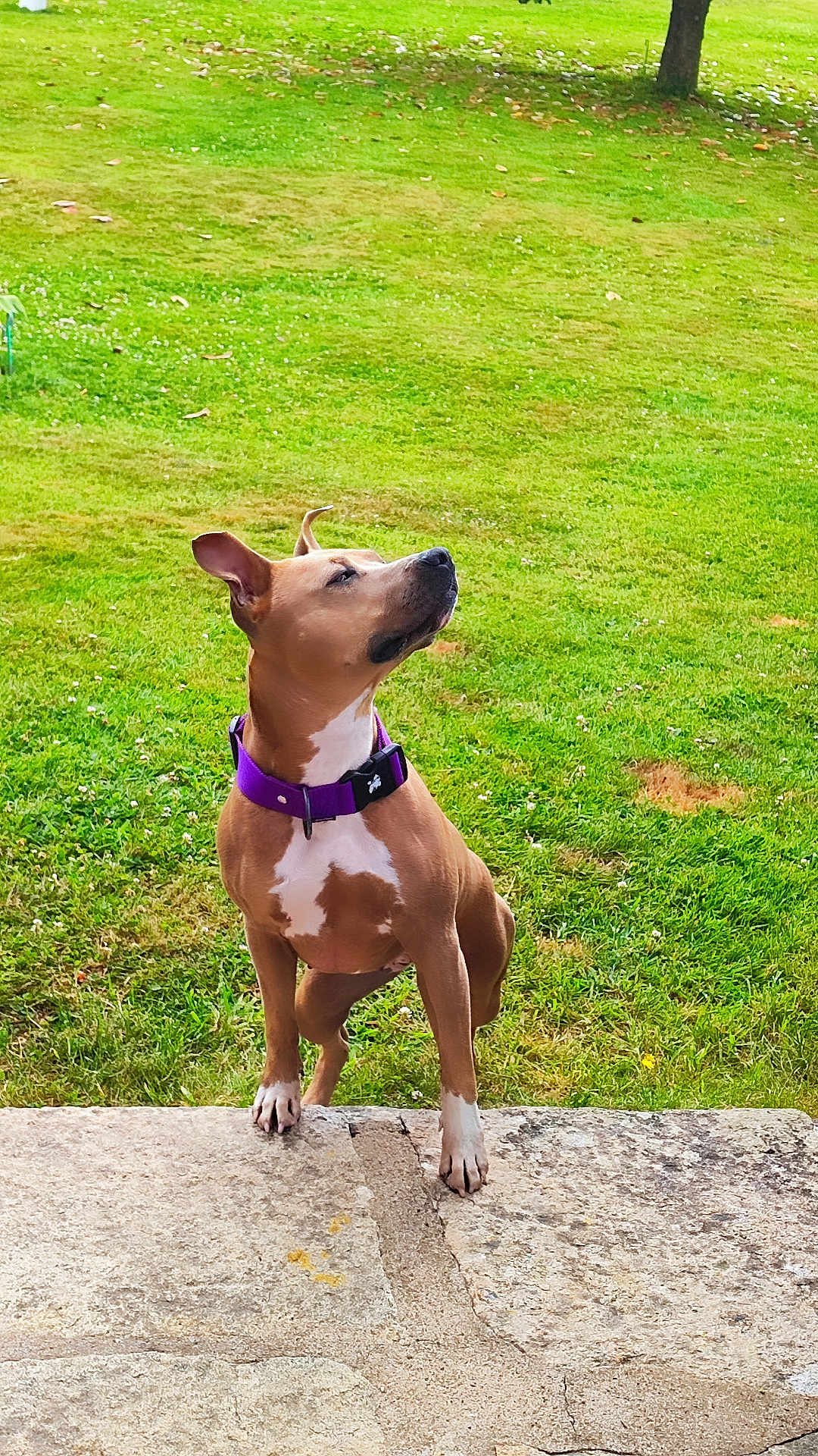 Raven participe au concours pour gagner de l'argent avec cette photo : dog, canine, pet, outdoor, grass, purple_collar, collar, sitting, portrait, brown_coat, white_markings, paw, stone_step, lawn, park, daylight, side_profile, alert, nose, ears
