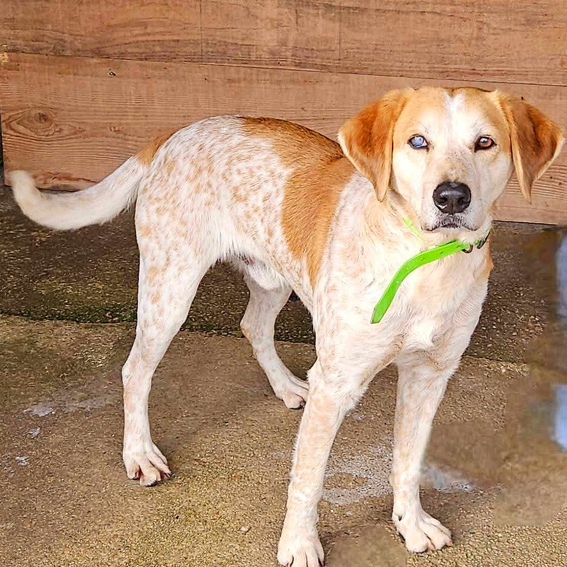 Campo a rejoint le concours — aidez-le/la à gagner de superbes lots ! alert, animal, brown, canine, collar, dog, domestic_animal, ears, four_legs, fur, one_eye_cloudy, outdoor, pavement, pet, snout, speckled, standing, tail, white, wooden_wall