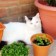 Bree joined the competition — help win amazing prizes! cat, cat_like_mammal, flower, flowerpot, grass, grass_family, herb, plant, small_to_medium_sized_cats