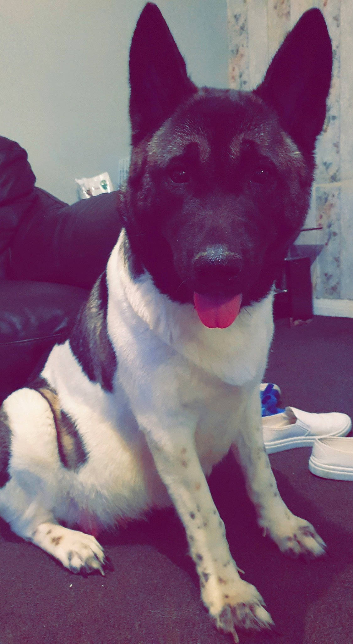 Meesha joined the competition — help win amazing prizes! akita, akita_inu, canaan_dog, canidae, carnivore, dog, dog_breed, fawn, mammal, rare_breed_dog, tail, vertebrate