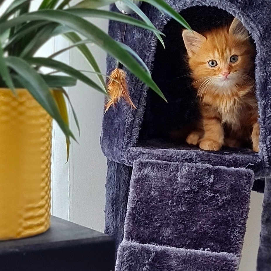 Simba