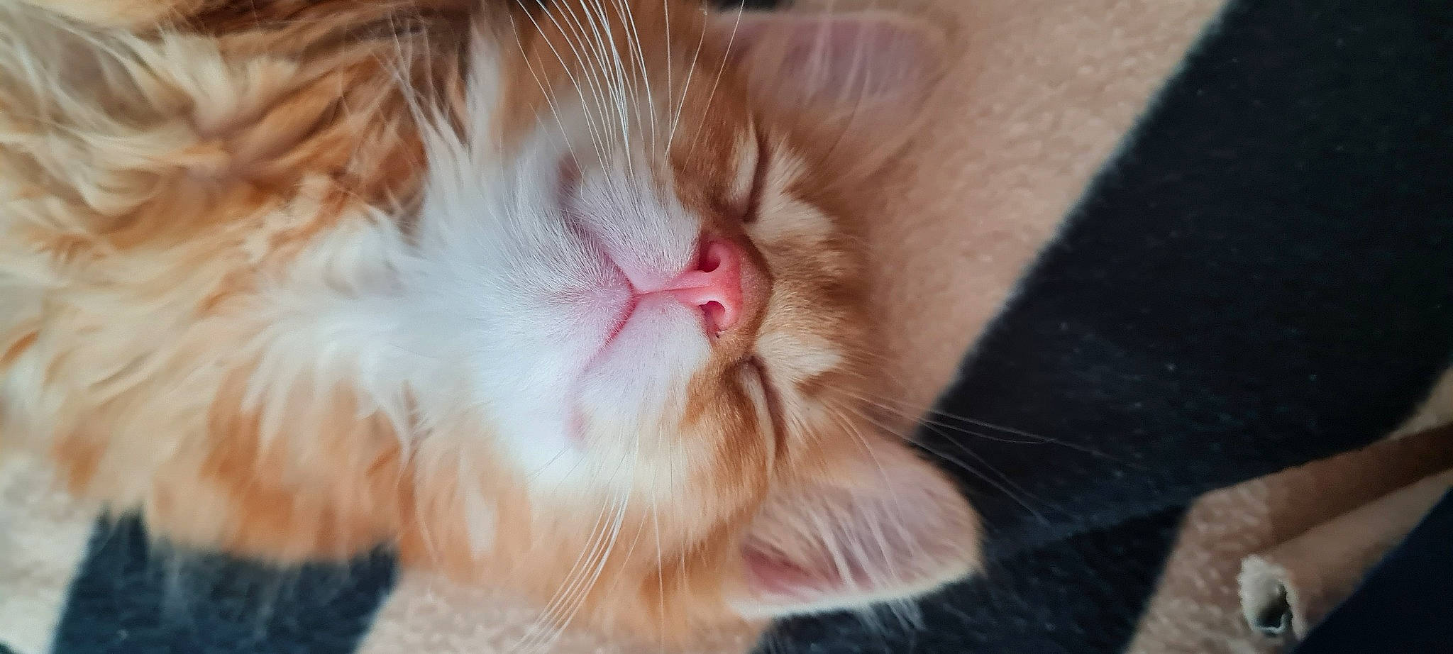 Simba participe au concours pour gagner de l'argent avec cette photo : carnivore, cat, claw, comfort, domestic_short_haired_cat, ear, eye, eyelash, fawn, felidae, fur, hair, head, nap, paw, peach, small_to_medium_sized_cats, snout, tail, whiskers