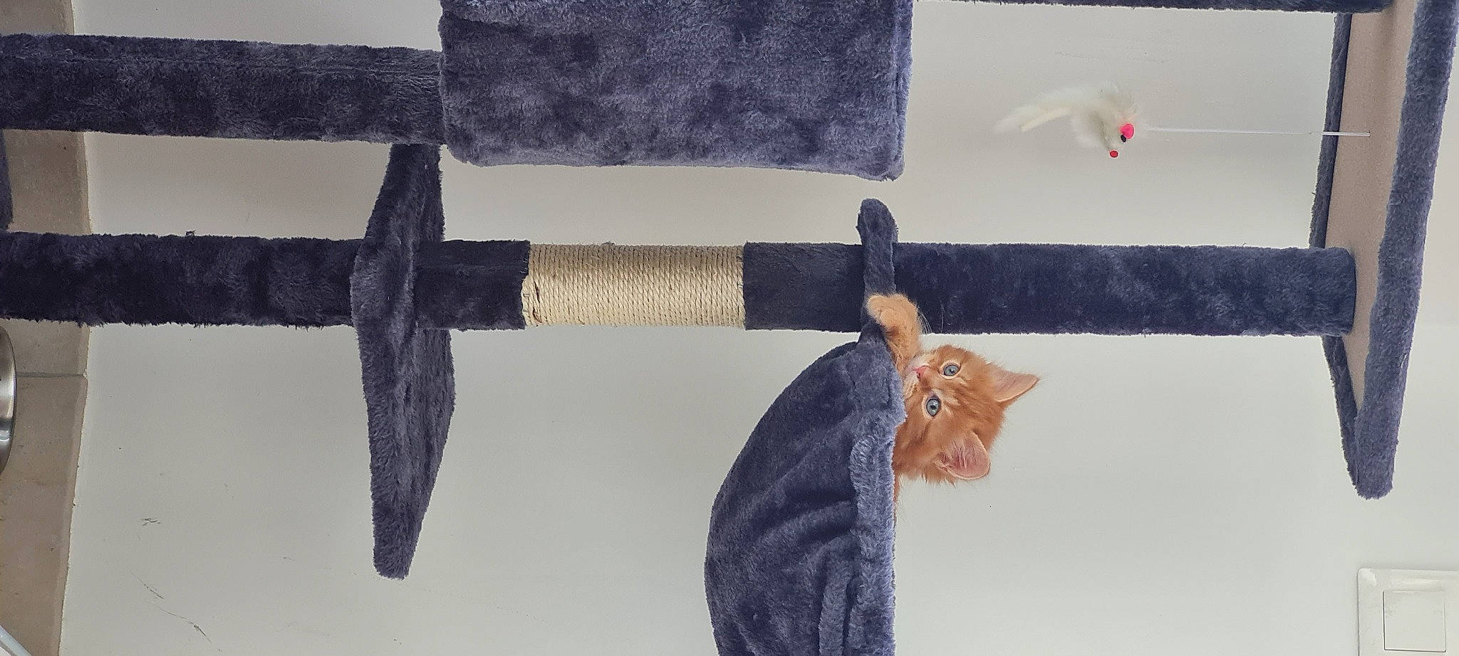Simba participe au concours pour gagner de l'argent avec cette photo : art, blade, cat, dagger, denim, fashion_accessory, felidae, fur, knot, linens, pattern, product, sleeve, sword, tail, thread, tool, vertebrate, wood, wool