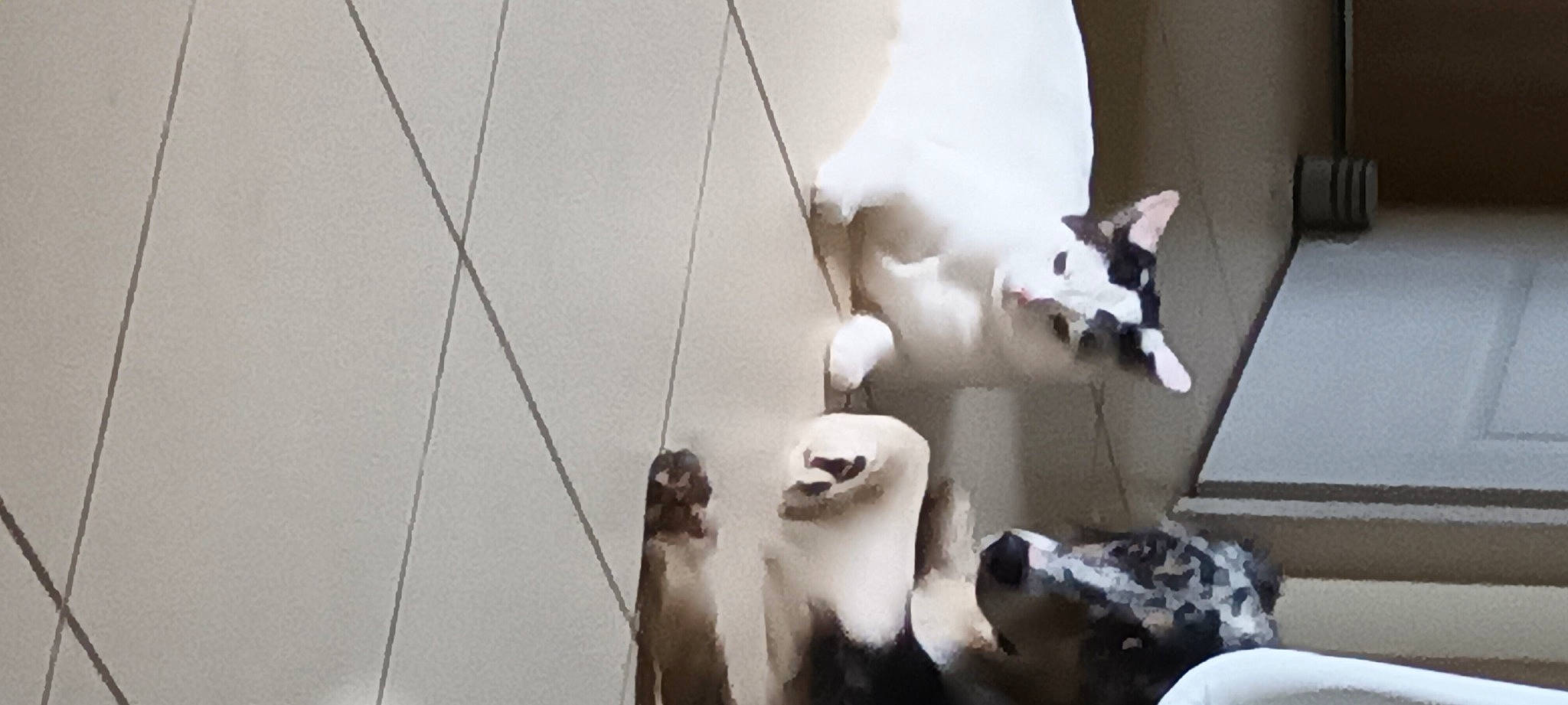 Philou a rejoint le concours — aidez-le/la à gagner de superbes lots ! art, canidae, carnivore, cat, companion_dog, corgi_chihuahua, dog_breed, event, felidae, fur, monochrome, monochrome_photography, non_sporting_group, small_to_medium_sized_cats, snout, sporting_group, tail, visual_arts, whiskers, wing