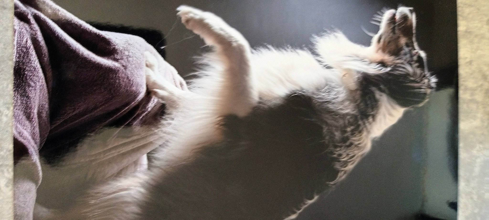 Philou a rejoint le concours — aidez-le/la à gagner de superbes lots ! claw, close_up, feather, felidae, fur, gesture, macro_photography, paw, petal, plant, small_to_medium_sized_cats, snout, tail, terrestrial_animal, twig, whiskers, wing