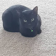 Reggie joined the competition — help win amazing prizes! animal, black_cat, calm, carpet, cat, collar, cute, domestic_cat, ears, eyes, feline, fur, green_bell, indoor, looking, pet, quiet, sitting, small, whiskers