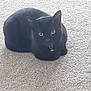 animal, black_cat, calm, carpet, cat, collar, cute, domestic_cat, ears, eyes, feline, fur, green_bell, indoor, looking, pet, quiet, sitting, small, whiskers