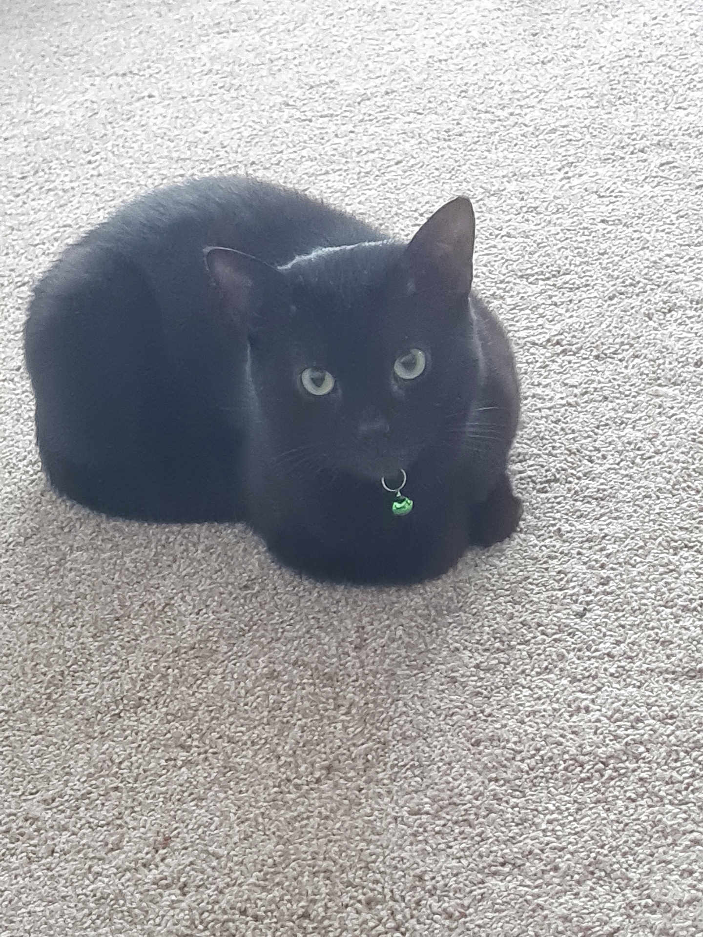 Reggie joined the competition — help win amazing prizes! animal, black_cat, calm, carpet, cat, collar, cute, domestic_cat, ears, eyes, feline, fur, green_bell, indoor, looking, pet, quiet, sitting, small, whiskers