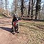 animal, backpack, bench, black_dog, daylight, dog, forest, ground, harness, leafless_trees, nature, outdoor, park, path, pet, sunlight, tongue_out, trees, walking_path, wood