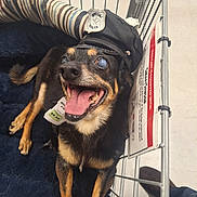 Bambam is registered to the contest to win money with this photo: dog, pet, shopping_cart, police_hat, tongue_out, happy, black_and_tan, canine, indoor, bed, striped, metal_cart, store, floor, tag, animal, cute, smiling, accessory, portrait