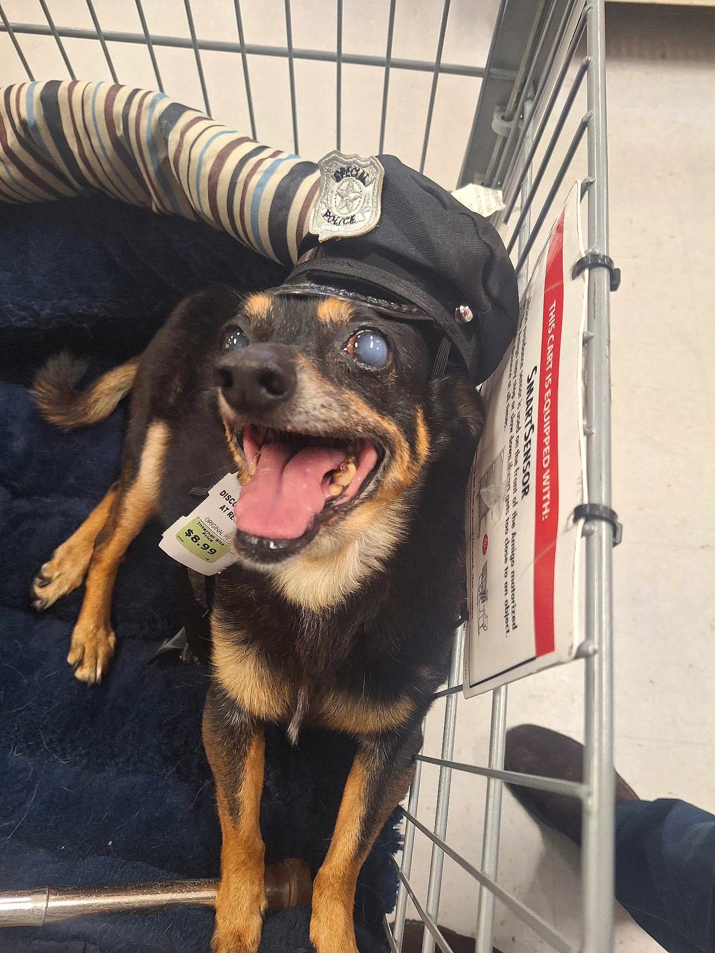 Bambam is registered to the contest to win money with this photo: dog, pet, shopping_cart, police_hat, tongue_out, happy, black_and_tan, canine, indoor, bed, striped, metal_cart, store, floor, tag, animal, cute, smiling, accessory, portrait