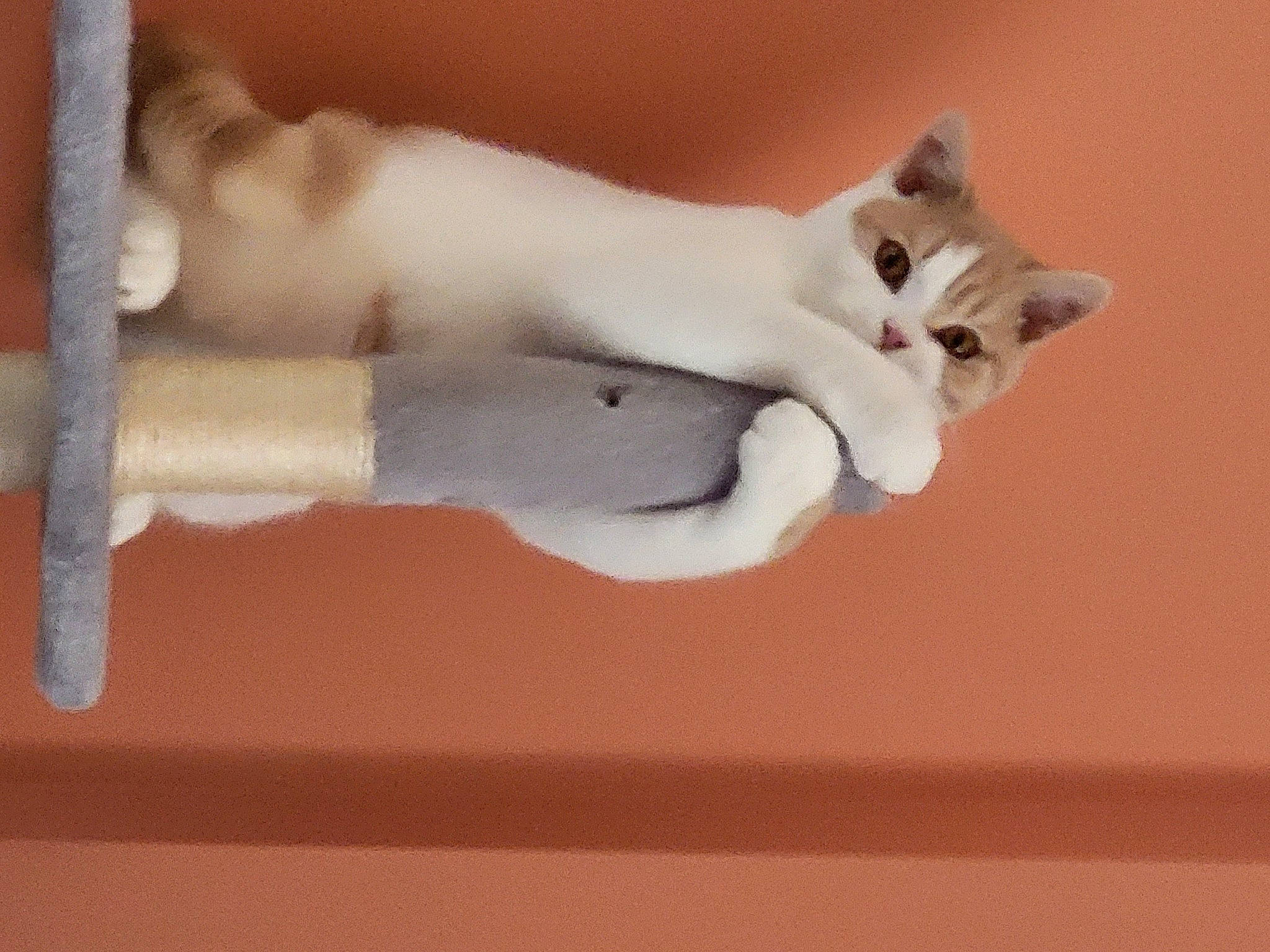 Blade is registered to the contest to win money with this photo: carnivore, cat, domestic_short_haired_cat, elbow, felidae, fur, gesture, hardwood, jaw, paw, plaster, room, sculpture, small_to_medium_sized_cats, tail, whiskers, wood