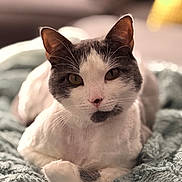 Mochi joined the competition — help win amazing prizes! animal, blanket, cat, closeup, cozy, cute, domestic, ears, face, feline, fur, indoor, looking, mammal, pet, portrait, relaxed, resting, soft, whiskers