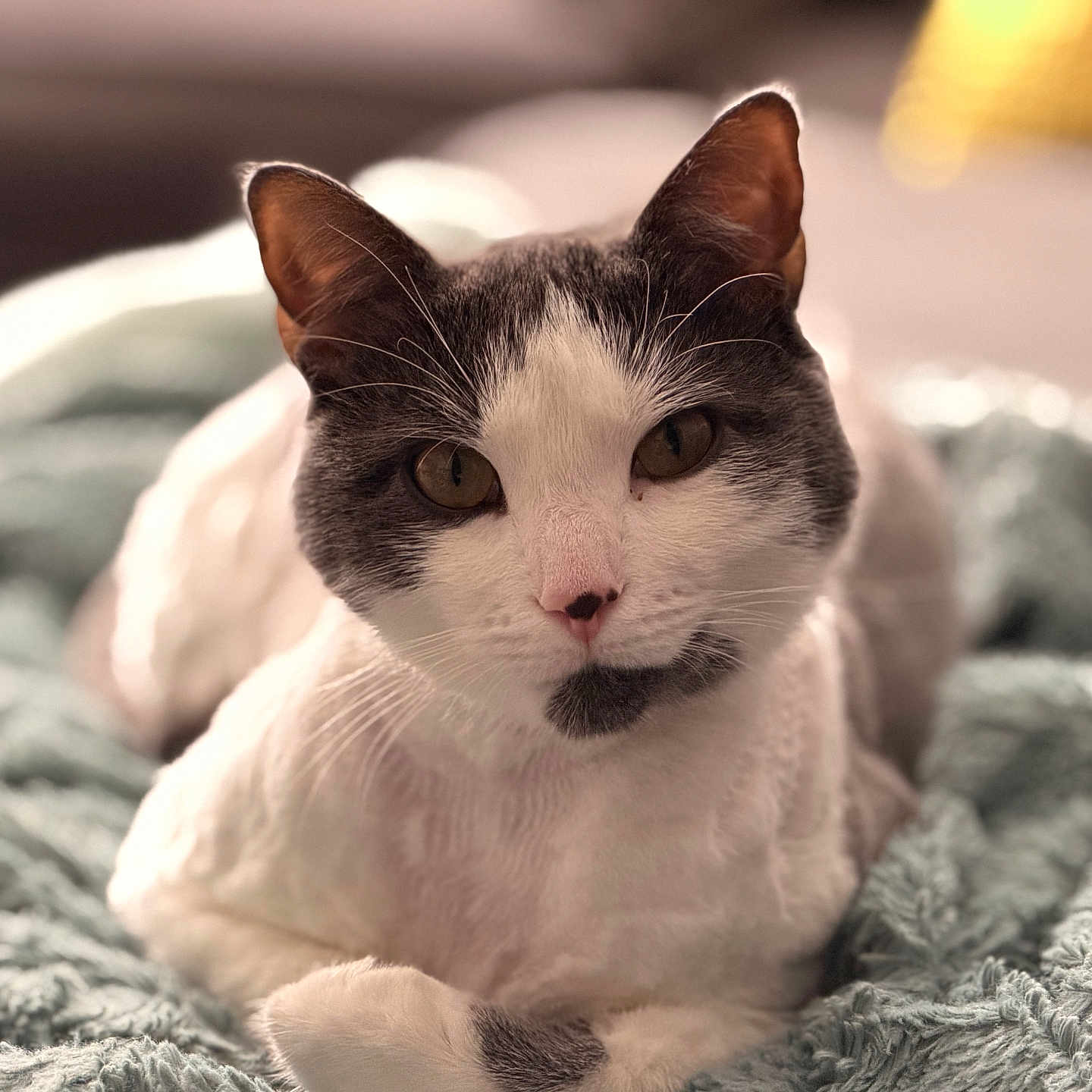 Mochi