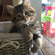 Kooki participe au concours pour gagner de l'argent avec cette photo : kitten, cat, tabby, basket, furniture, indoor, pet, cute, fluffy, whiskers, curious, young, animal, resting, cozy, soft, paw, playroom, window, natural_light