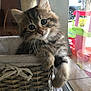 kitten, cat, tabby, basket, furniture, indoor, pet, cute, fluffy, whiskers, curious, young, animal, resting, cozy, soft, paw, playroom, window, natural_light