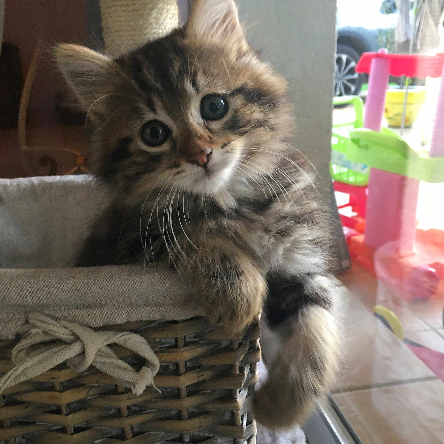 Kooki participe au concours pour gagner de l'argent avec cette photo : animal, basket, cat, cozy, curious, cute, fluffy, furniture, indoor, kitten, natural_light, paw, pet, playroom, resting, soft, tabby, whiskers, window, young