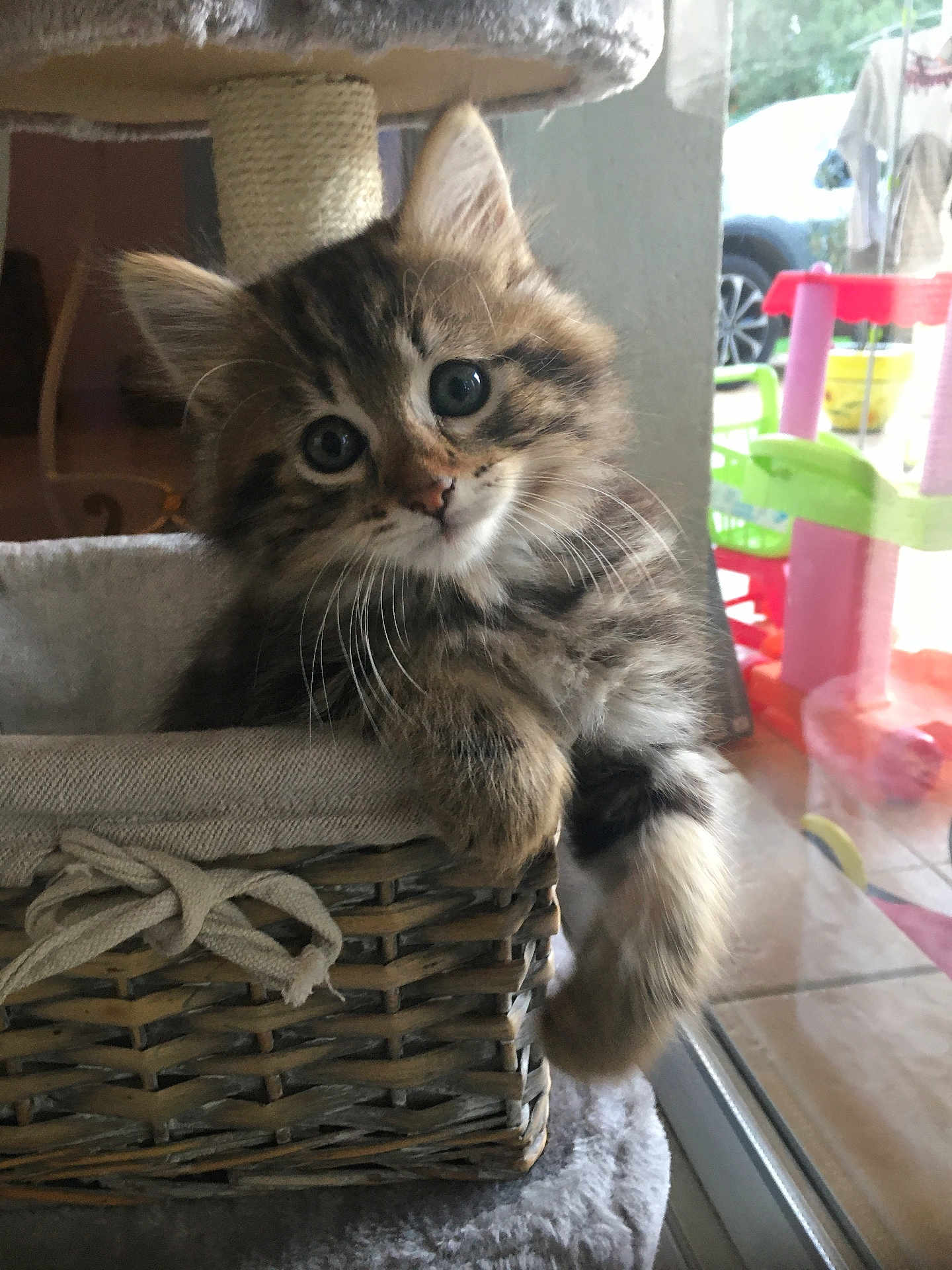 Kooki participe au concours pour gagner de l'argent avec cette photo : kitten, cat, tabby, basket, furniture, indoor, pet, cute, fluffy, whiskers, curious, young, animal, resting, cozy, soft, paw, playroom, window, natural_light